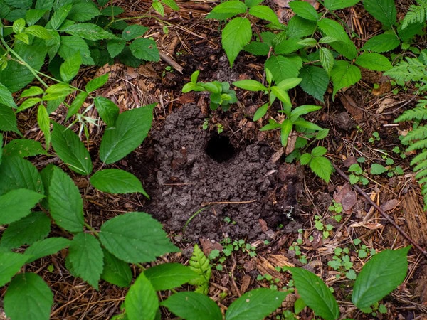 Den Gemüsegarten planen: Ein Leitfaden von Maximilian Zieseniß